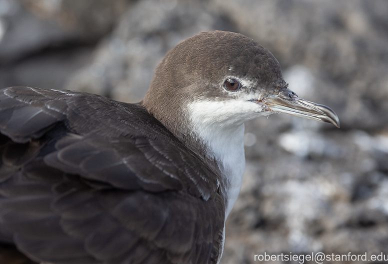 galapagos